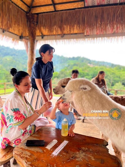 Picture 70 for Activity Chiang Mai: Mon Jam Flower Hills, Alpaca Cafe & Dantewada 2