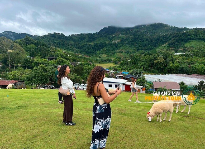 Picture 52 for Activity Chiang Mai: Mon Jam Flower Hills, Alpaca Cafe & Dantewada 2