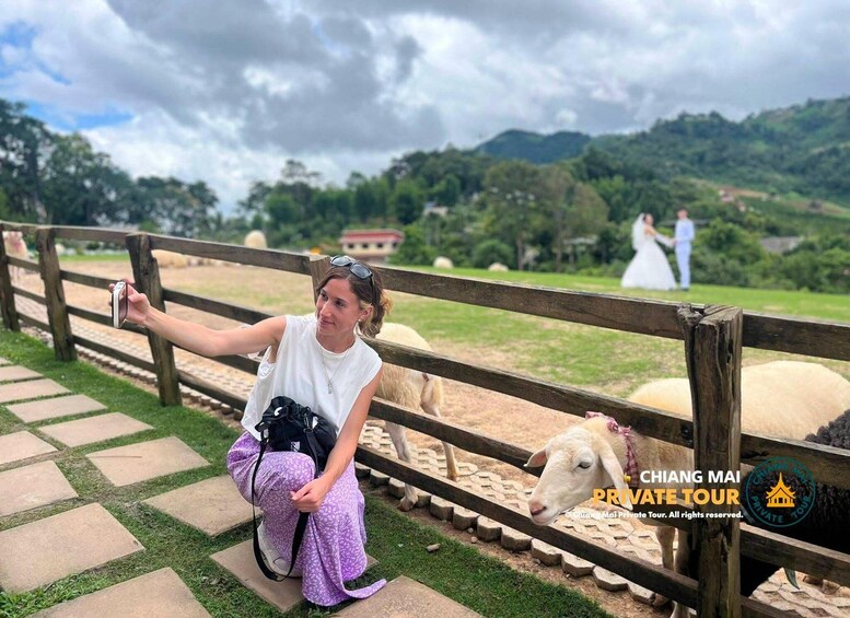 Picture 68 for Activity Chiang Mai: Mon Jam Flower Hills, Alpaca Cafe & Dantewada 5