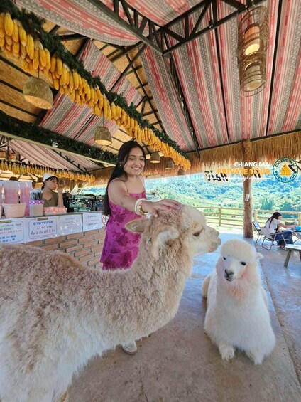 Picture 85 for Activity Chiang Mai: Mon Jam Flower Hills, Alpaca Cafe & Dantewada 3