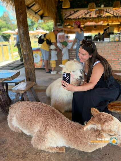 Picture 81 for Activity Chiang Mai: Mon Jam Flower Hills, Alpaca Cafe & Dantewada 4