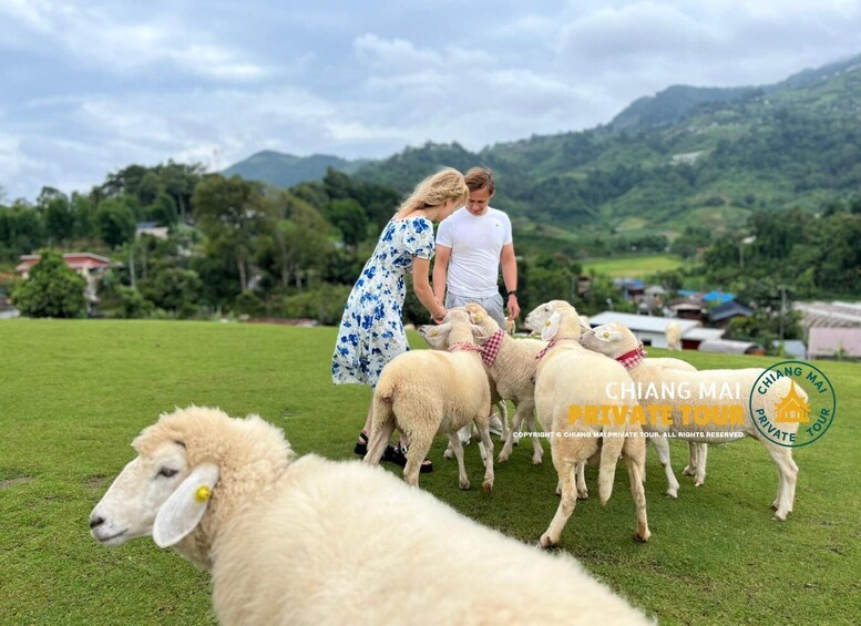 Picture 46 for Activity Chiang Mai: Mon Jam Flower Hills, Alpaca Cafe & Dantewada 3