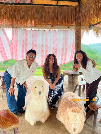 Picture 51 for Activity Chiang Mai: Mon Jam Flower Hills, Alpaca Cafe & Dantewada 3