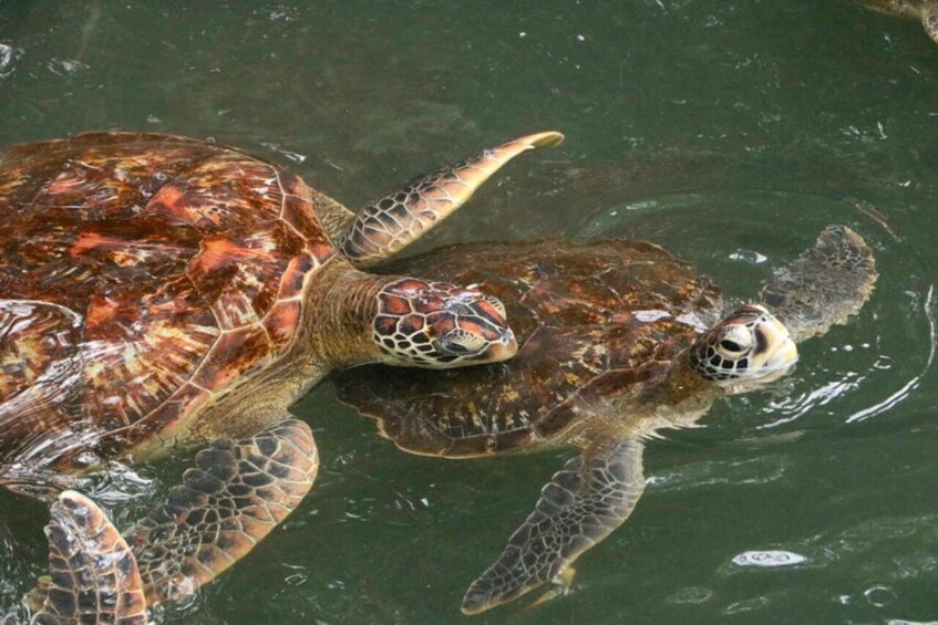 Una tartaruga marina che nuota nell'acqua. 3