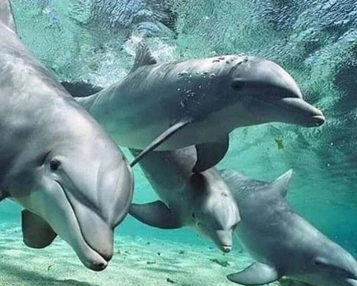 Un gruppo di delfini che nuota sott'acqua. 4