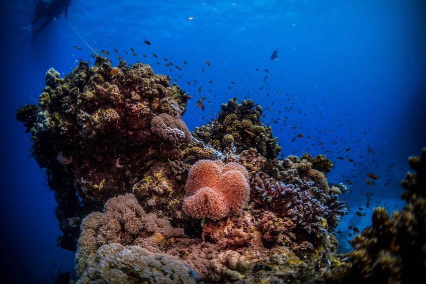 A vibrant coral reef with diverse marine life and a diver in the background. 5