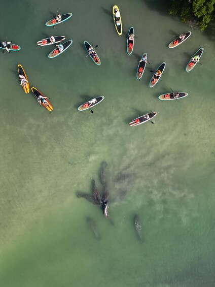A group of paddleboards in a calm body of water. 1
