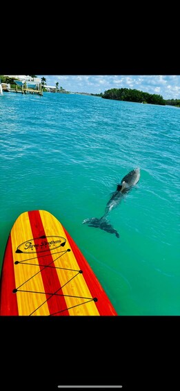 Picture 12 for Activity Bonita Springs Dolphin, Manatee & Sea Turtle Adventure Tour! 2