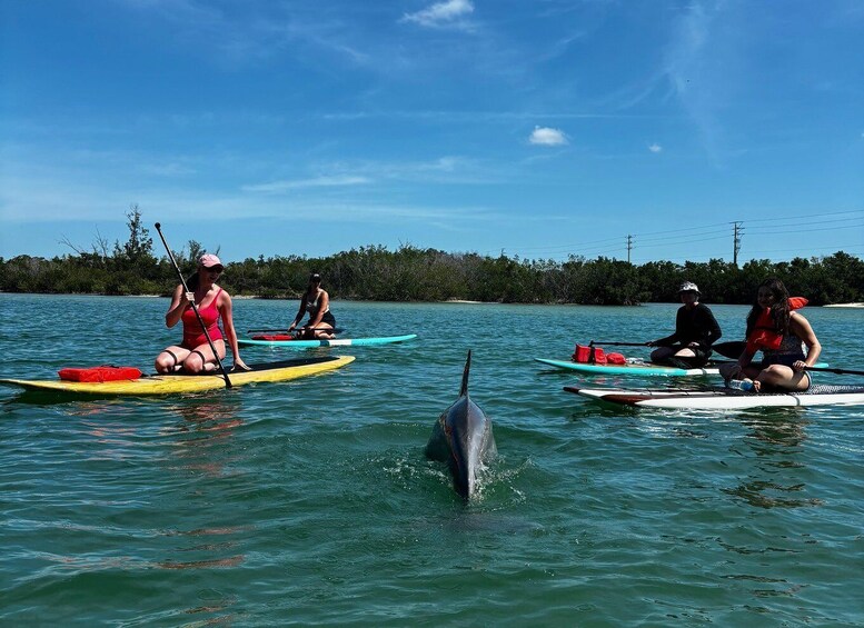Bonita Springs Dolphin, Manatee & Sea Turtle Adventure Tour! 2