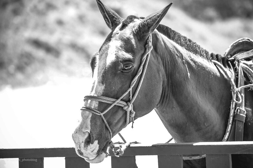 A horse with a halter, standing behind a fence. 5