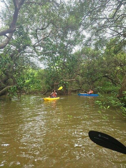 Picture 21 for Activity Goa: Backwater Kayaking Tour 4