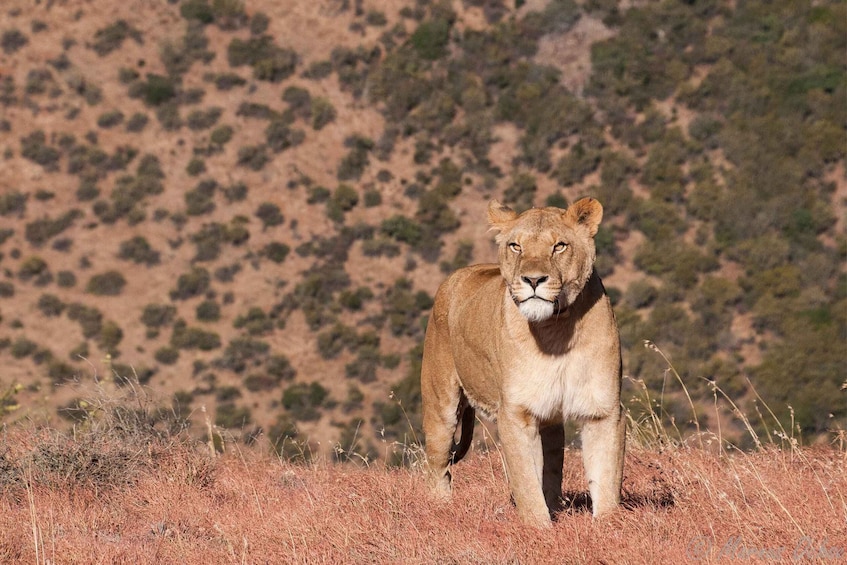 Picture 5 for Activity Cape Town: Aquila Private Game Reserve Safari with Lunch 3