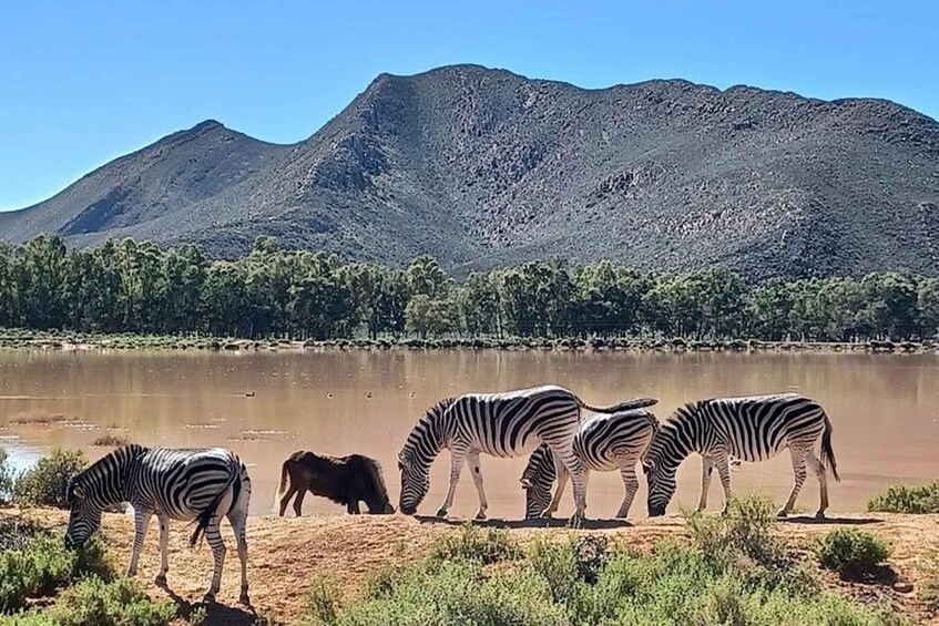 Picture 9 for Activity Cape Town: Aquila Private Game Reserve Safari with Lunch 5