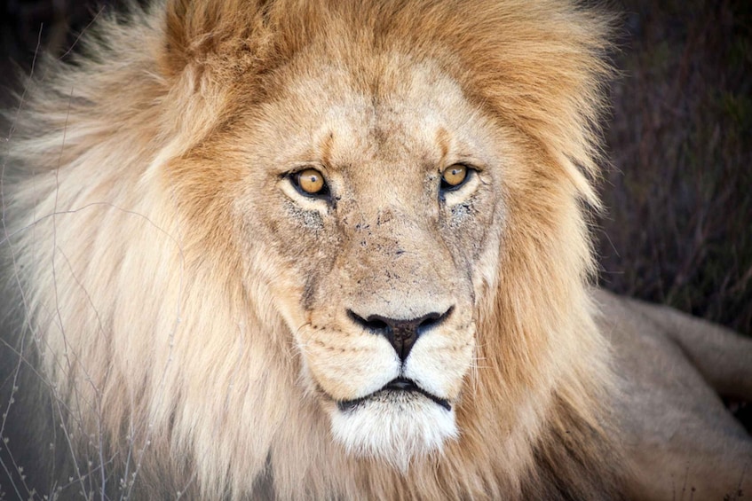 Cape Town: Aquila Private Game Reserve Safari with Lunch 2