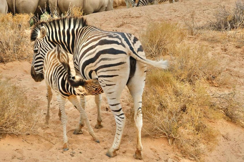 Picture 1 for Activity Cape Town: Aquila Private Game Reserve Safari with Lunch 1