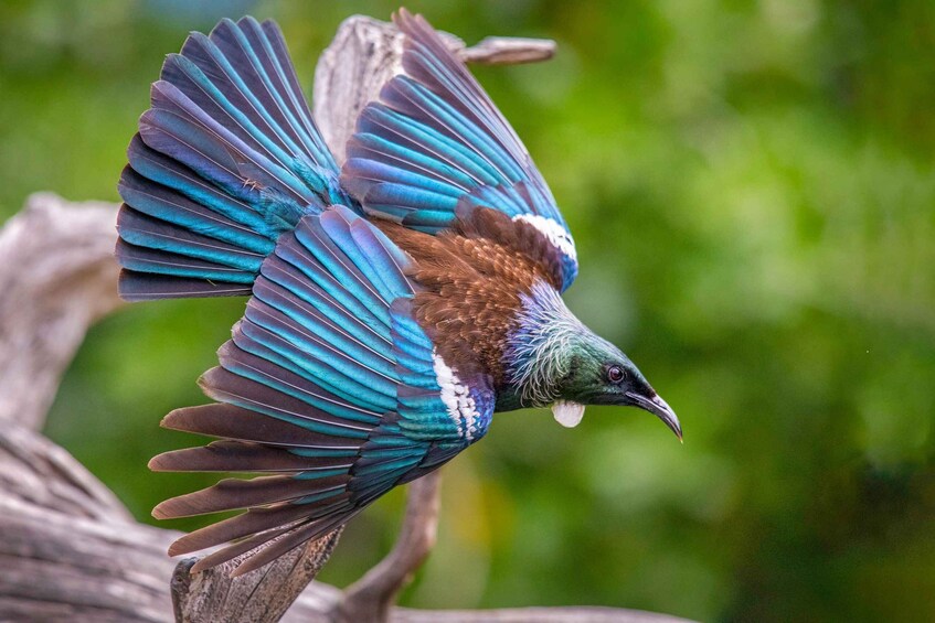 A bird with iridescent blue and green feathers perched on a branch. 1