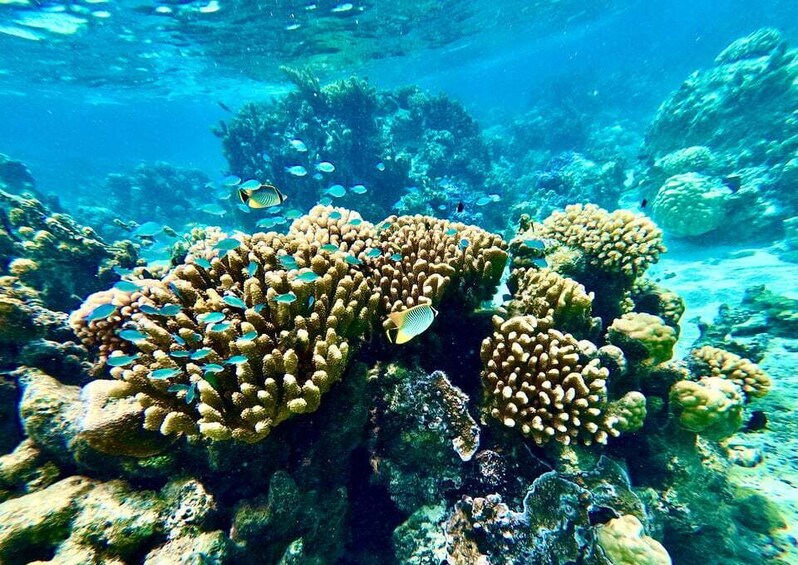 A coral reef with various fish species swimming around. 2