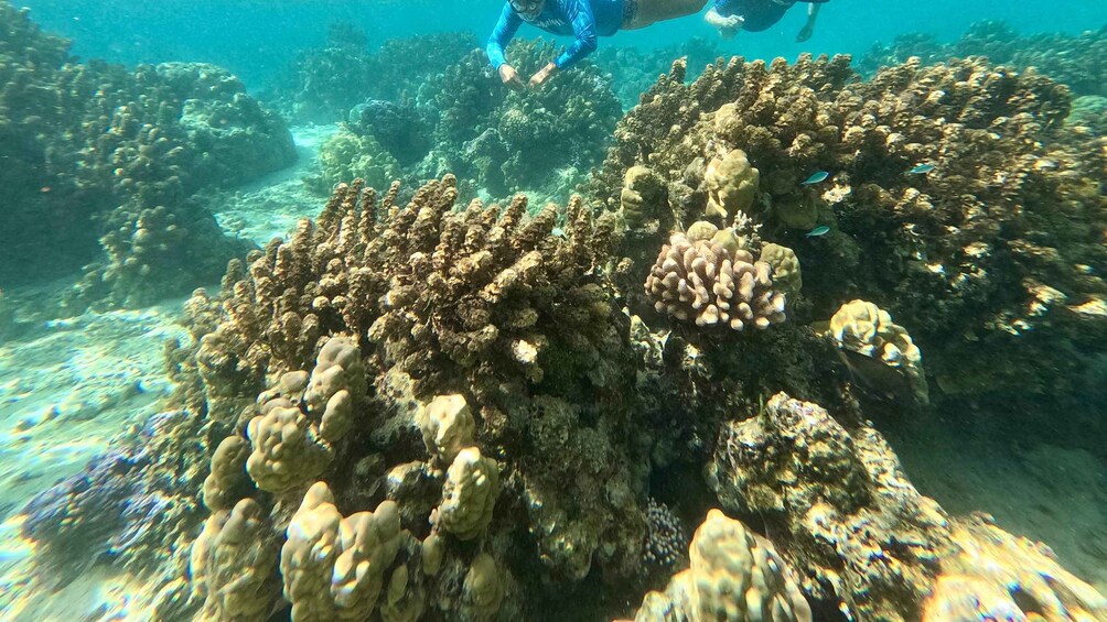 Picture 8 for Activity Private E-Board Excursion on Moorea Lagoon 2