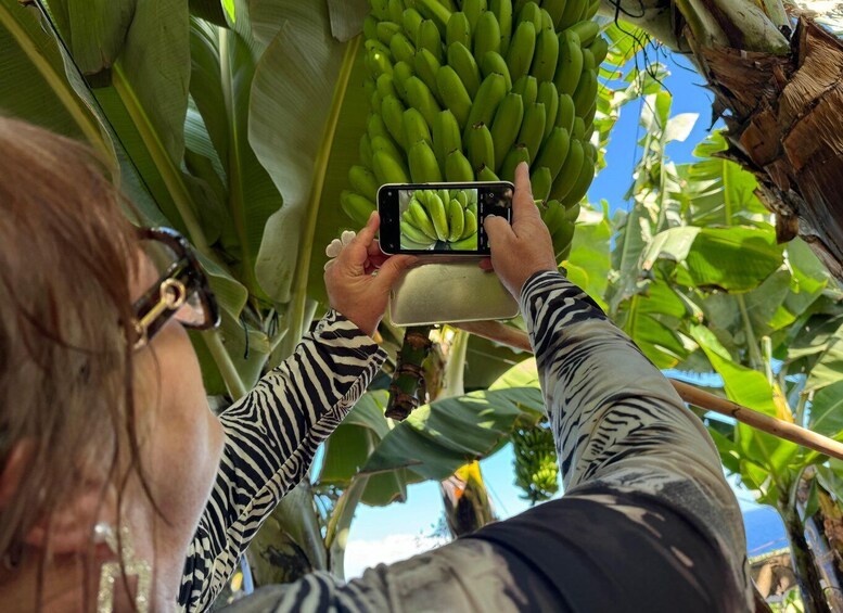 A person taking a photo of green bananas hanging from a tree. 5