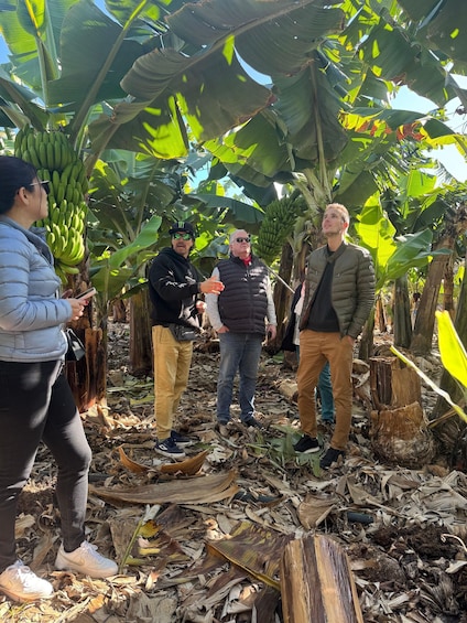 A group of people standing among banana trees with green and yellow leaves, and a banana bunch hanging from a tree. 2