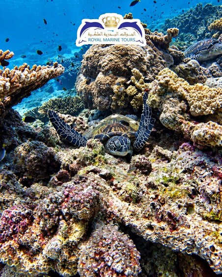 A sea turtle swimming among coral reefs. 3