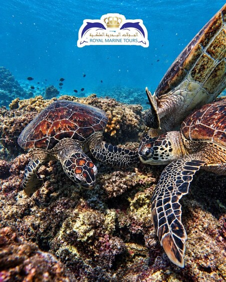 Two sea turtles on a coral reef with a logo for Royal Marine Tours. 2