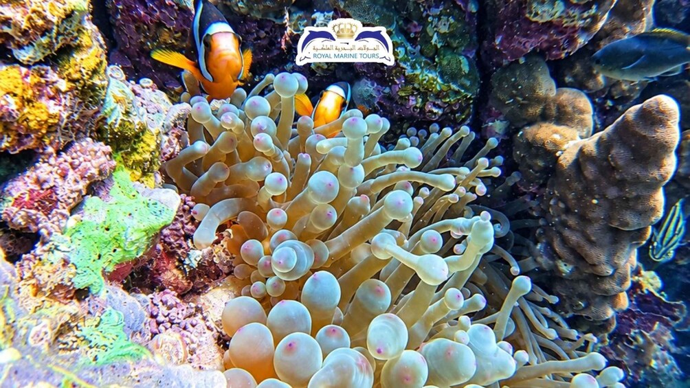 A vibrant coral reef with anemones, a clownfish, and a logo for Royal Marine Tours. 4