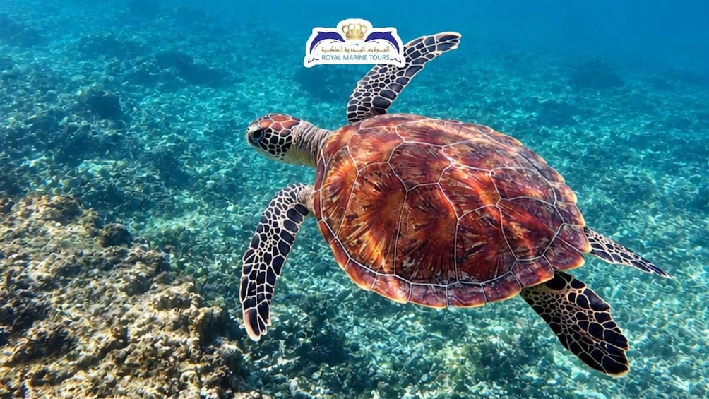 A sea turtle swimming in clear blue water with a coral reef in the background. 3