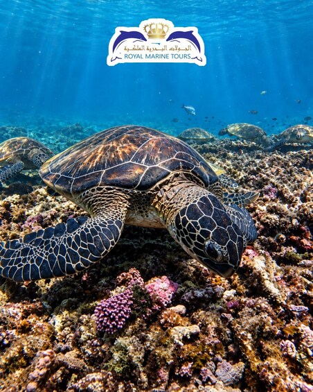 A sea turtle on a coral reef with a logo of 'Royal Marine Tours' above. 5