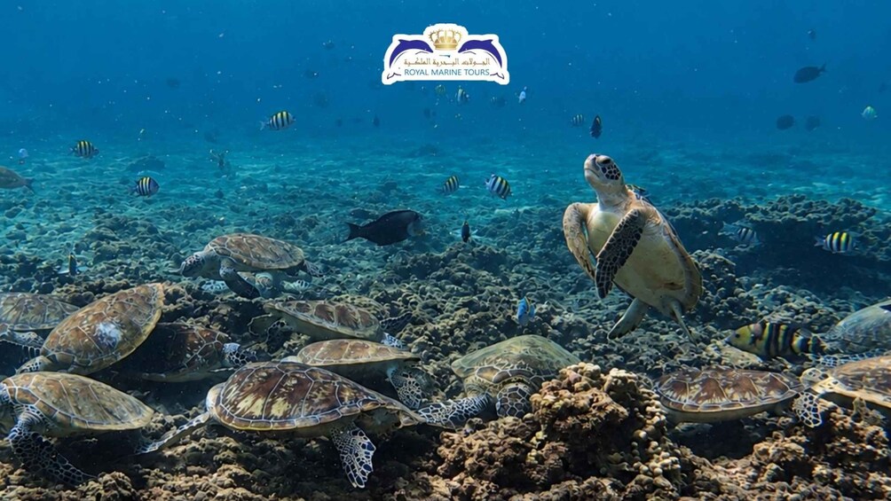 A coral reef with sea turtles and tropical fish. 2