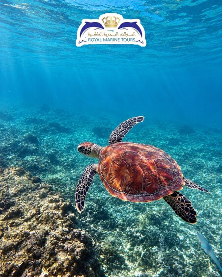 A sea turtle swimming underwater with a logo of Royal Marine Tours at the top. 4