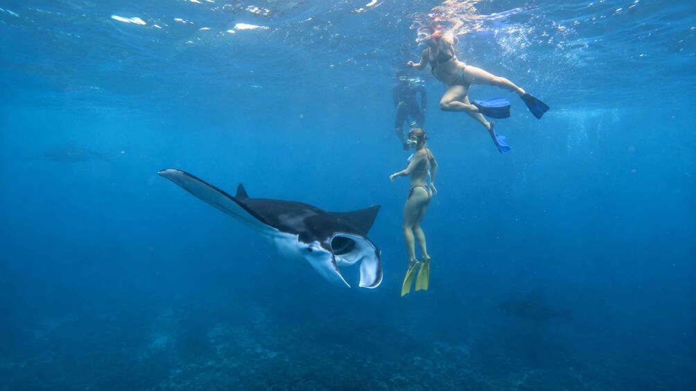 Picture 31 for Activity From Lembongan: Manta Point Snorkeling & West Penida Tour 4