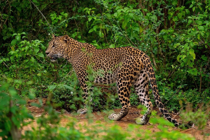 A leopard walking through dense green foliage. 1