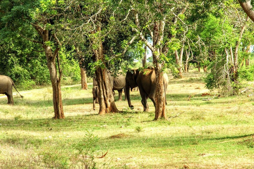 Elephants in a grassy area with trees. 5