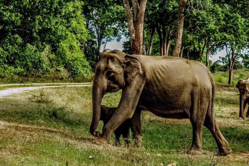 An elephant walking in a grassy area with trees in the background. 4