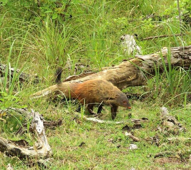 A wild boar in a grassy field with fallen logs. 2