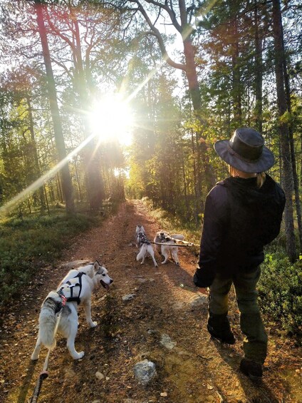 A person leading two dogs on a forest trail with sunlight filtering through the trees. 4