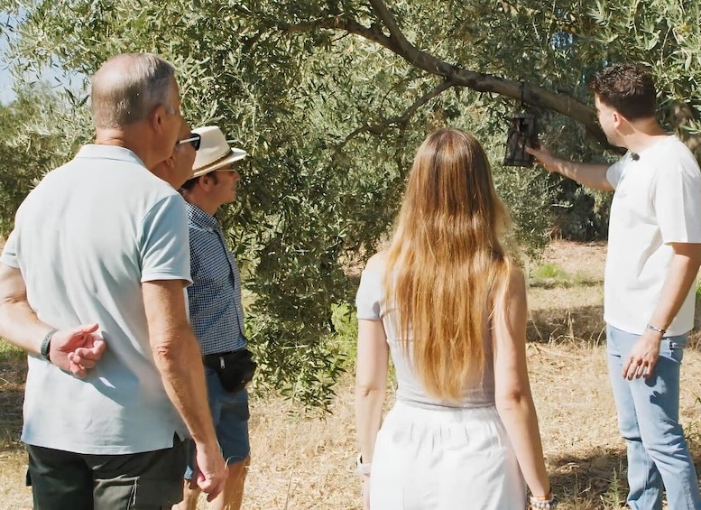 A group of people standing outdoors near olive trees. 3