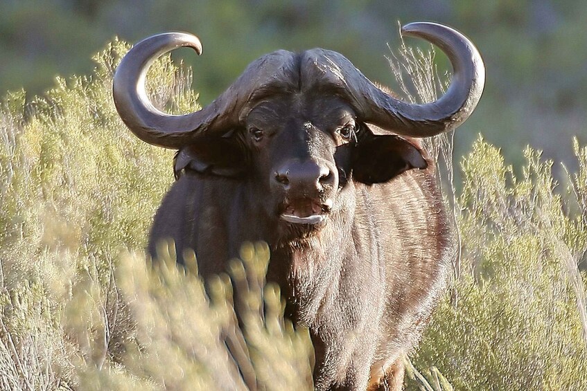 A large animal with prominent curved horns in a grassy field. 3