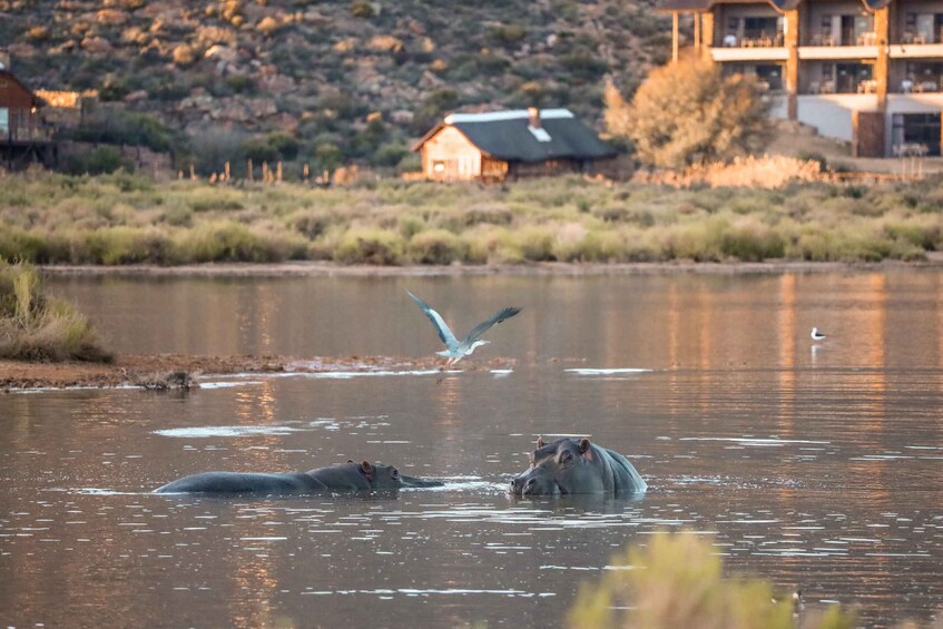Hippos in a body of water with a house and vegetation in the background. 4