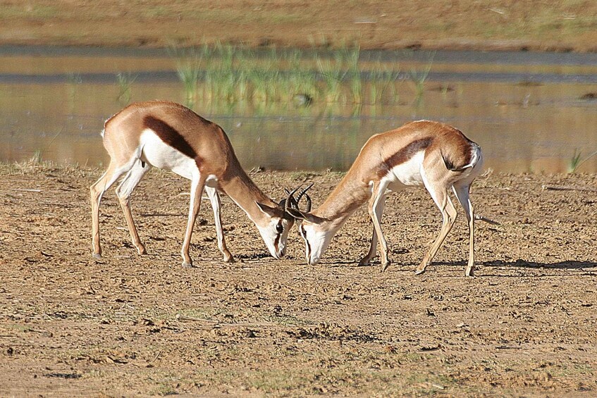 Two antelopes grazing near a water body. 2