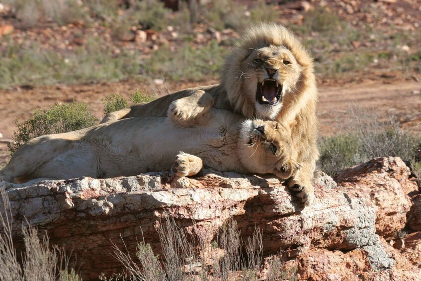 A lion lying on a rock with its mouth open, surrounded by sparse vegetation. 5