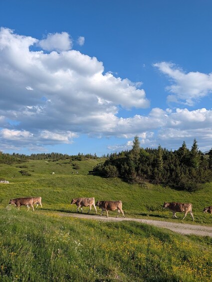 Picture 11 for Activity Vienna: 2-Day Alpine Hiking Tour with Hut Stay & Transfer 3
