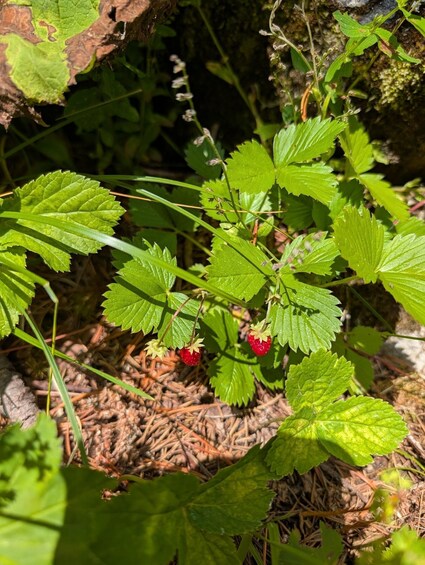 Picture 24 for Activity Vienna: 2-Day Alpine Hiking Tour with Hut Stay & Transfer 3