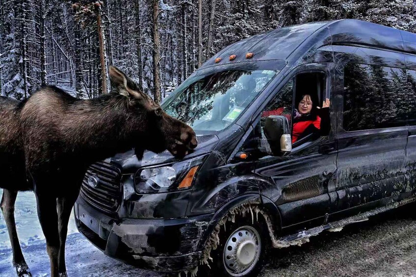 A black van parked in a snowy forest with a moose in the foreground. 3
