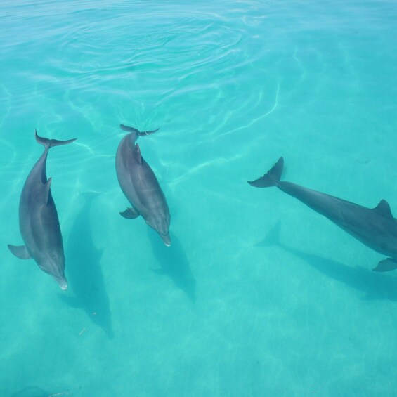 Three dolphins swimming in clear turquoise water. 3