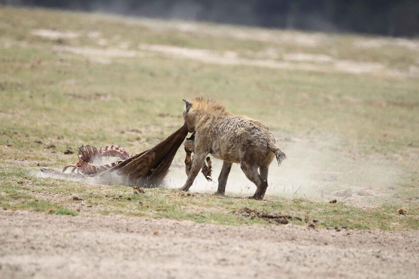 A hyena attacking a carcass in a grassy field. 2