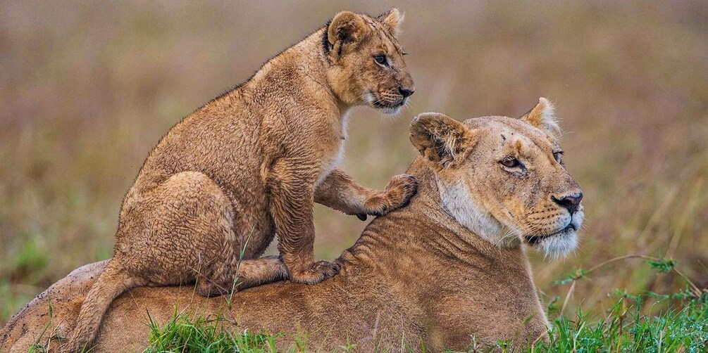 Two lions, one adult and one cub, in a grassy savannah. 1