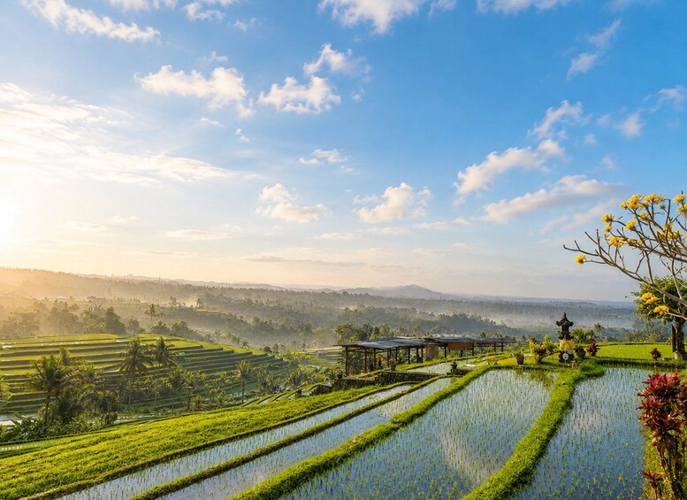 Terraced rice fields, a wooden structure, and a statue. 4