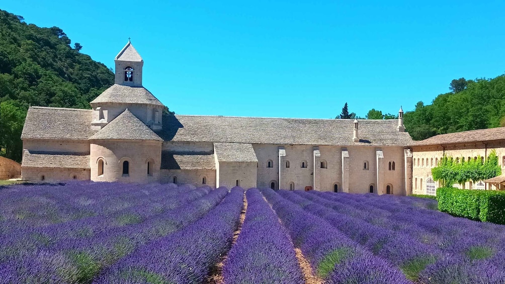 A historic building with a bell tower and a lavender field in front. 1